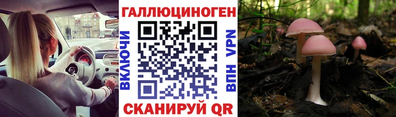 Галлюциногенные грибы Cubensis Невель